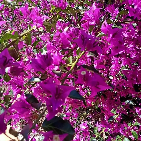 Bed & Breakfast Casa Flamenga